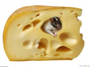 mouse_in_a_piece_of_cheese_1280x960